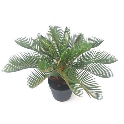 MATTZ Plant - Palm Cycas